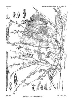 Bambusa polymorpha Burmese bamboo, Jama Betua Bambusa polymorpha Burmese bamboo, Jama Betua